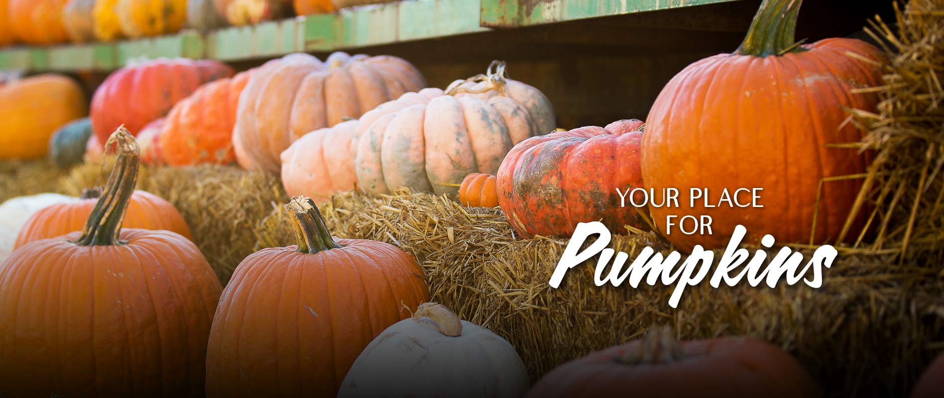 Your place for pumpkins! Fort Worth Pumpkin Patch at the Shops at Clearfork